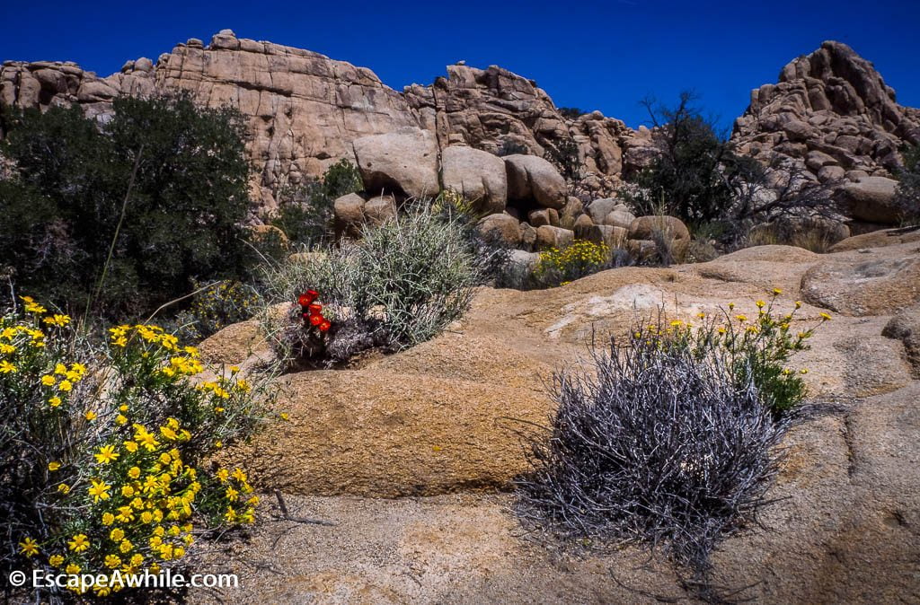 Spring time is a great time to enjoy wildflowers in the park.