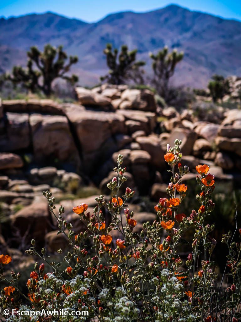 Spring time wild flowers, Joshua Tree national park, California