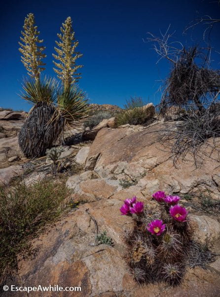 Spring time wild flowers, Joshua Tree national park, California