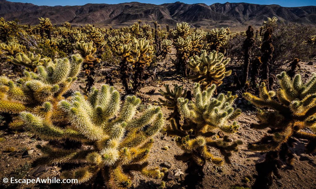 Cholla Cactus Garden - short loop walk. through a wild growth of cactii.