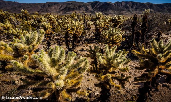 Cholla Cactus Garden - short loop walk. through a wild growth of cactii.
