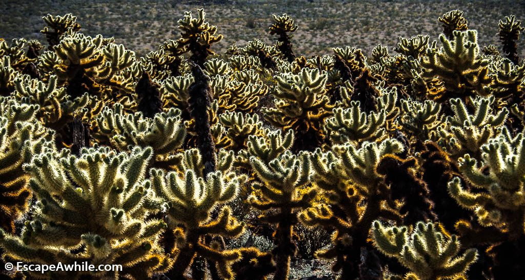 Cholla Cactus Garden.