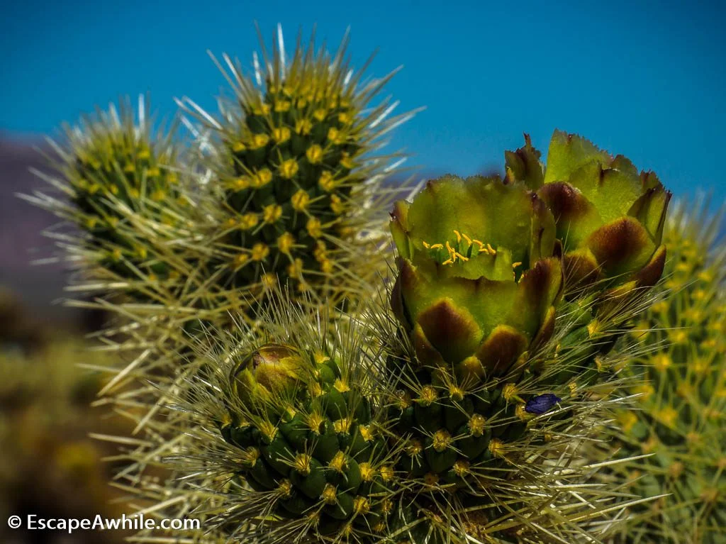 Spring bloom in Cholla Cactus Garden.