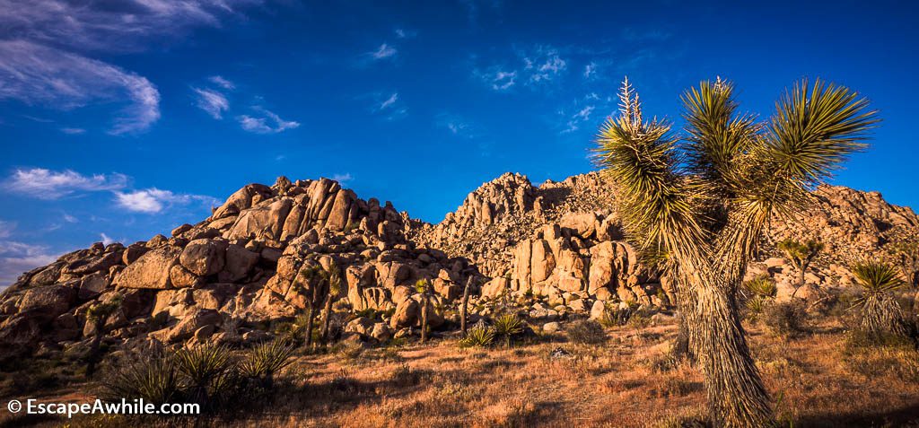 Signature views of the yuccas and boulders, Joshua Tree national park.