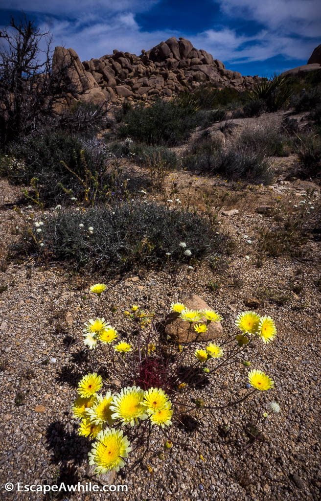 Spring time wild flowers, Joshua Tree national park.