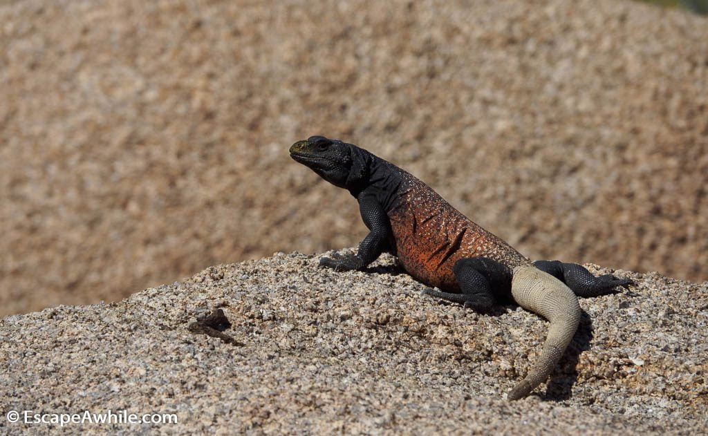 Lizard, Joshua Tree national park.