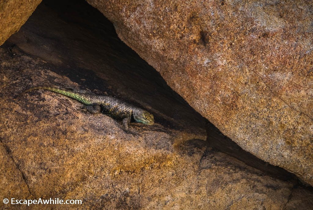 Lizard, Joshua Tree national park.