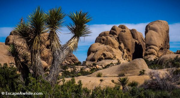 Another clasic view in the Joshua Tree NP.