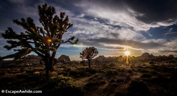 One of the classic Joshua Tree kitch sunsets.