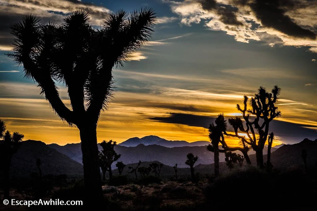 More Joshua Tree goodness.