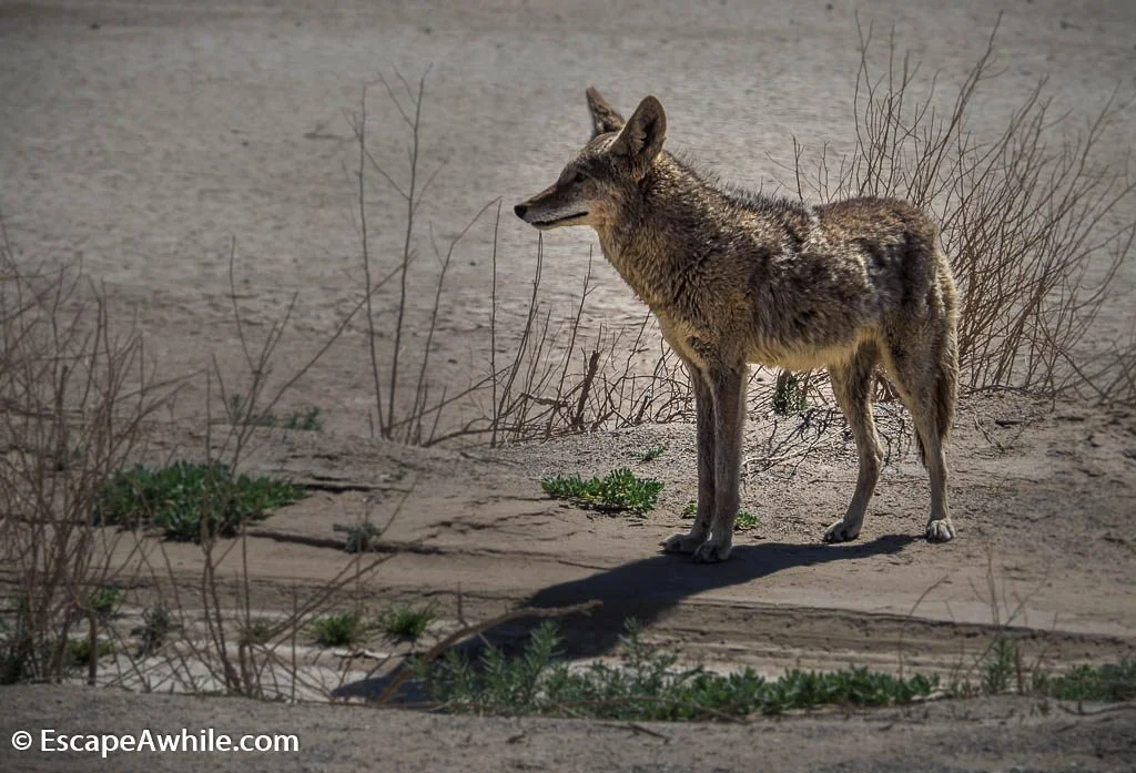 Road side coyote, a welcome comitee to the Death Valley NP.