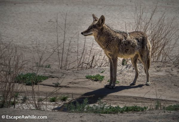 Road side coyote, a welcome comitee to the Death Valley NP.
