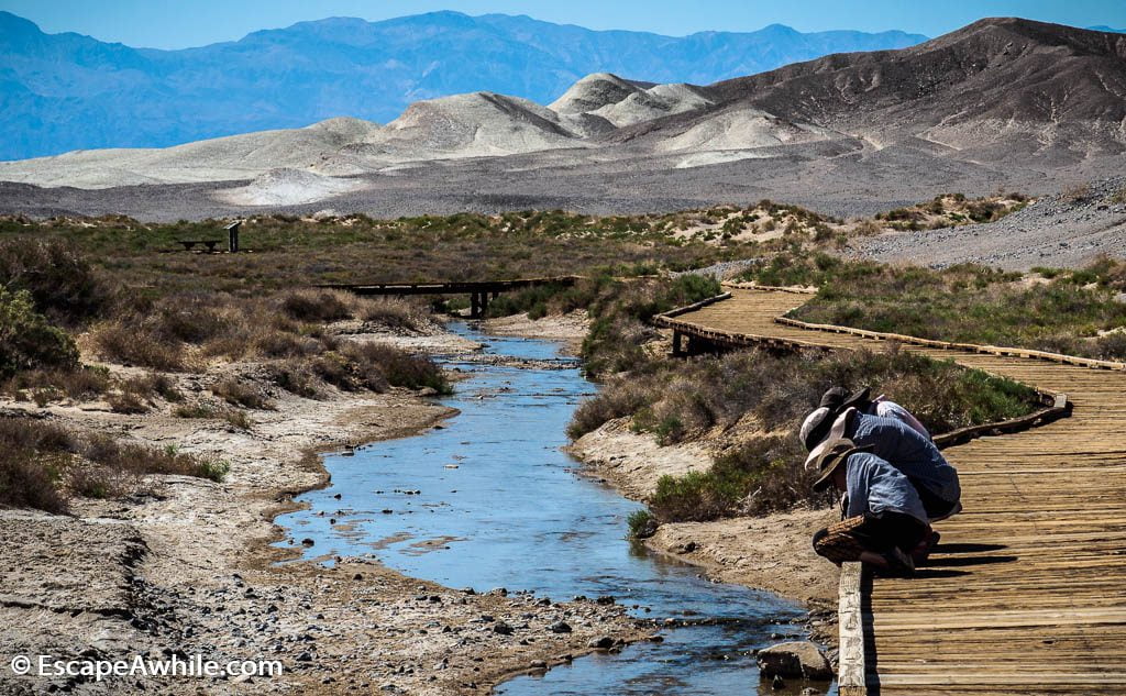 Salt Creek boardwalk - a desert creek with unique pupfish species.