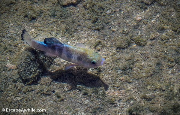 One of many pupfish living in Salt Creek.