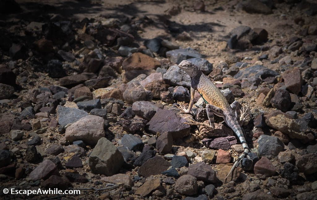 Resident lizard, Death Valley NP.