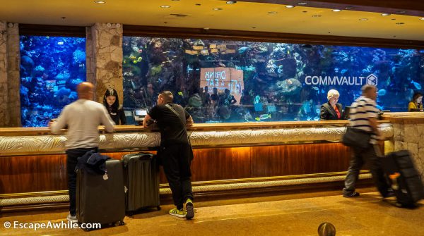 Saltwater aquarium behind the reception at Mirage Hotel, Las Vegas