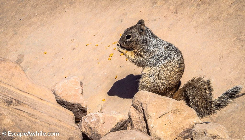 Squirel munching at crumbs, South Kaibab Trail, South Rim, Grand Canyon, Arizona, USA