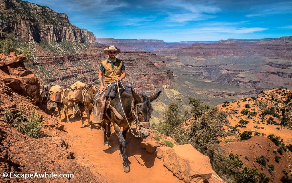 Pack mules in the Grand Canyon, South Kaibab Trail, South Rim, Grand Canyon, Arizona, USA