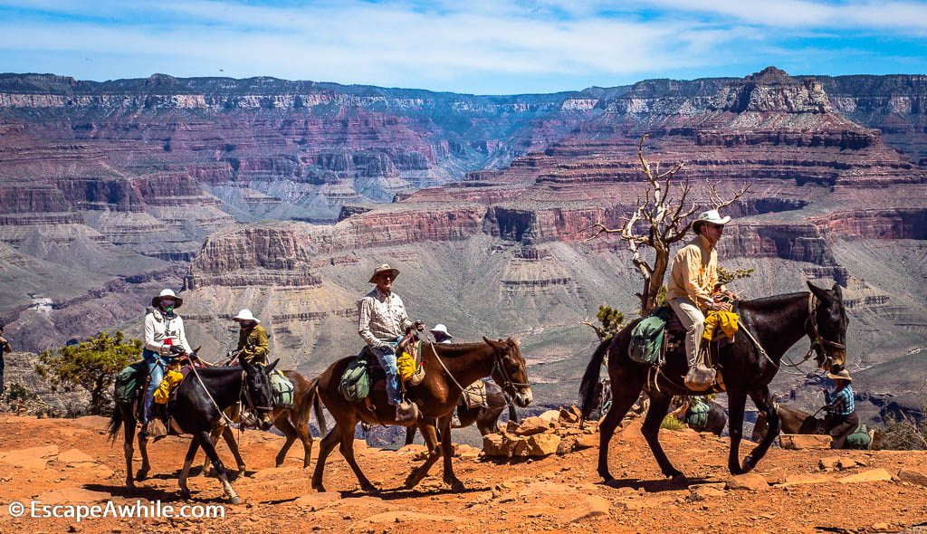 Grand Canyon mule rides are the only way to reach the Colorado river and get back to South Rim in a single day. South Kaibab Trail, South Rim, Grand Canyon, Arizona, USA