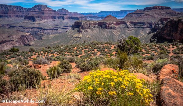 Spring flowers in the Grand Canyon. South Kaibab Trail, South Rim, Grand Canyon, Arizona, USA