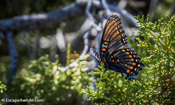 Butterfly, Grand Canyon South Rim, Arizona, USA