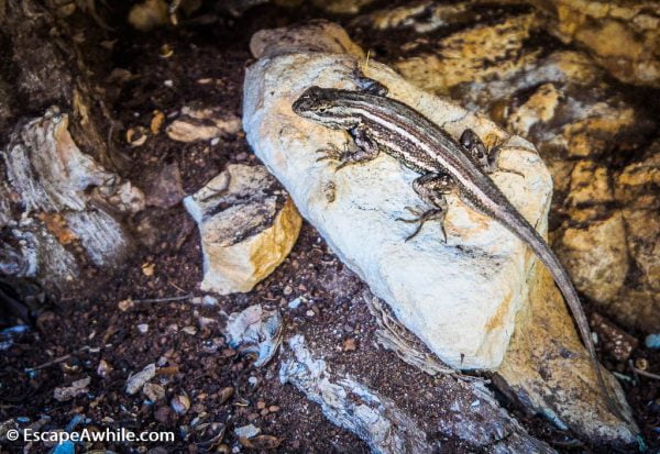Plateau lizard, Grand Canyon South Rim, Arizona, USA