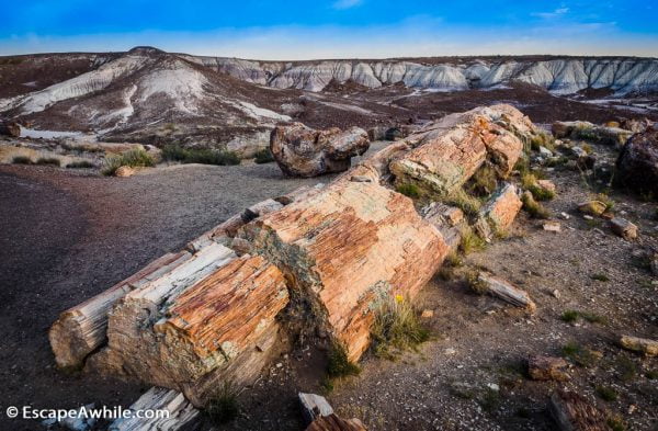 'Rock wood' along the Crystal Forest walk in Petrified Forest National Park